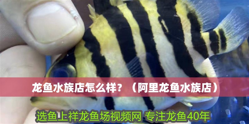 龍魚水族店怎么樣？（<strong><mark>阿里</mark></strong>龍魚水族店）
