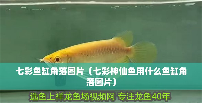 七彩魚缸角落圖片（七彩神仙魚用什么魚缸角落圖片）