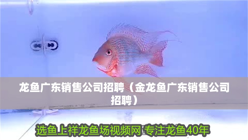 龍魚廣東銷售公司招聘（金龍魚廣東銷售公司招聘）