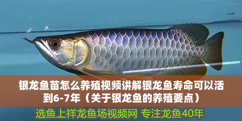 銀龍魚苗怎么養(yǎng)殖視頻講解銀龍魚壽命可以活到6-7年（關(guān)于銀龍魚的養(yǎng)殖要點）