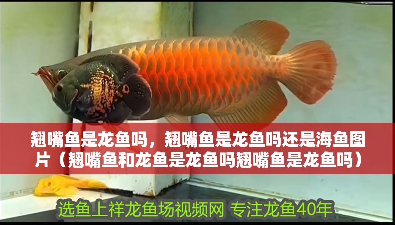 翹嘴魚是龍魚嗎，翹嘴魚是龍魚嗎還是海魚圖片（翹嘴魚和龍魚是龍魚嗎翹嘴魚是龍魚嗎）