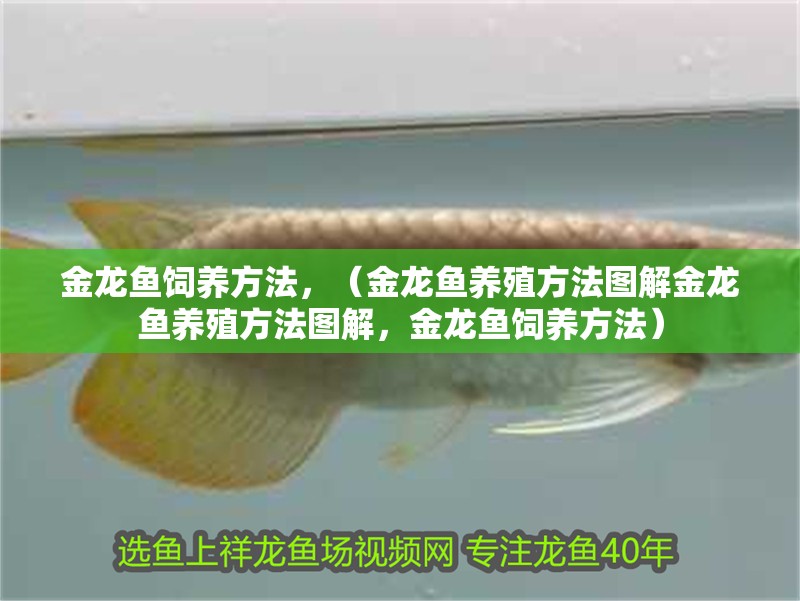 金龍魚飼養方法，（金龍魚養殖方法圖解金龍魚養殖方法圖解，金龍魚飼養方法）