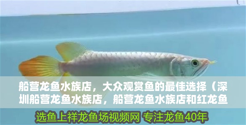 船營龍魚水族店，大眾觀賞魚的最佳選擇（深圳船營龍魚水族店，船營龍魚水族店和紅龍魚水族店）