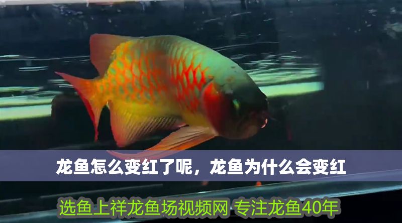 龍魚怎么變紅了呢，龍魚為什么會變紅