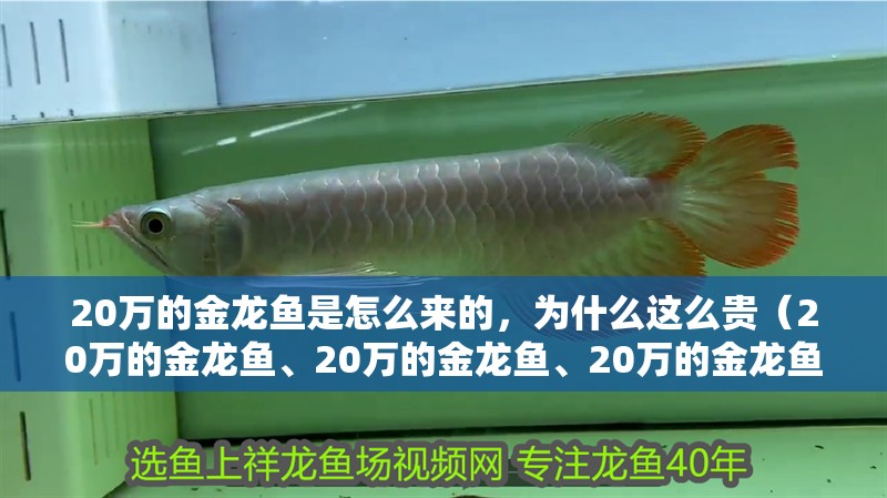 20萬的金龍魚是怎么來的，為什么這么貴（20萬的金龍魚、20萬的金龍魚、20萬的金龍魚價格懸乎）