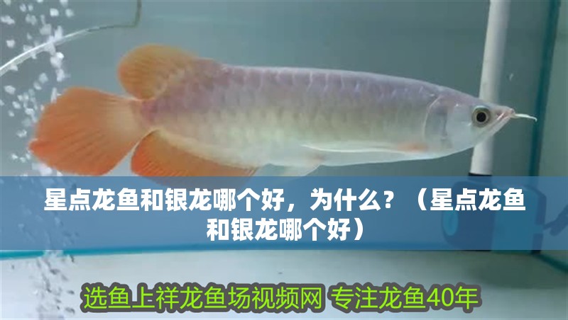 星點龍魚和銀龍哪個好，為什么？（星點龍魚和銀龍哪個好）