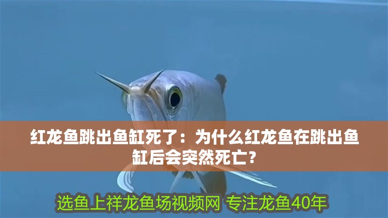 紅龍魚跳出魚缸死了：為什么紅龍魚在跳出魚缸后會突然死亡？