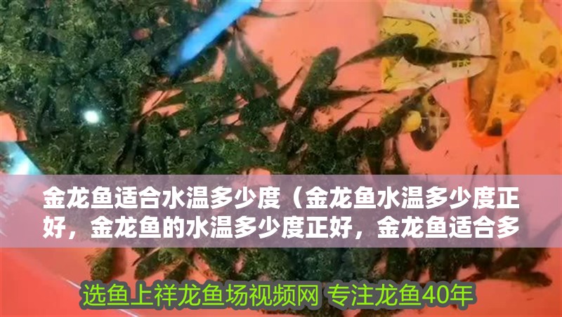 金龍魚適合水溫多少度（金龍魚水溫多少度正好，金龍魚的水溫多少度正好，金龍魚適合多少）
