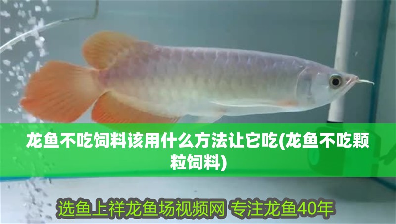 龍魚不吃飼料該用什么方法讓它吃(龍魚不吃顆粒飼料)