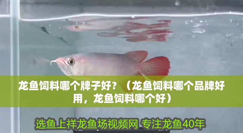 龍魚(yú)飼料哪個(gè)牌子好？（龍魚(yú)飼料哪個(gè)品牌好用，龍魚(yú)飼料哪個(gè)好）