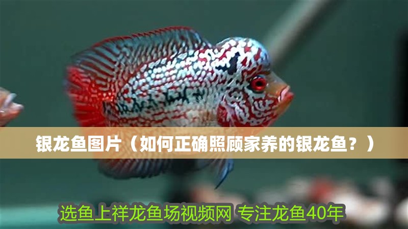 銀龍魚圖片（如何正確照顧家養的銀龍魚？）