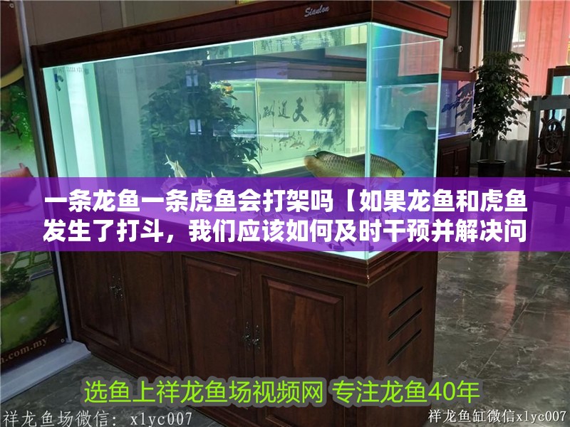 一條龍魚一條虎魚會打架嗎【如果龍魚和虎魚發生了打斗，我們應該如何及時干預并解決問題？】