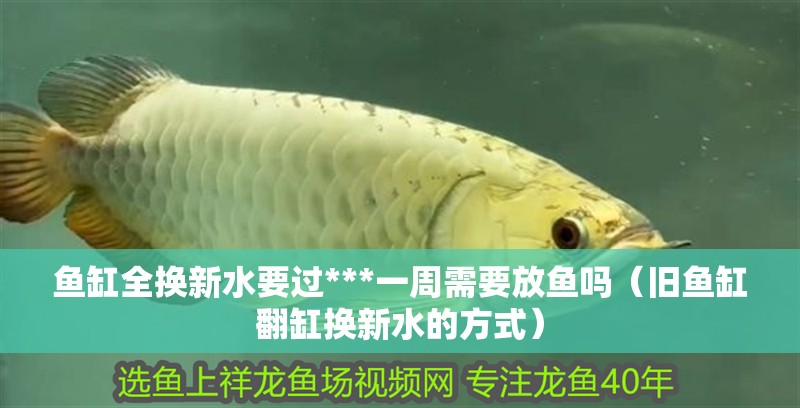 魚缸全換新水要過***一周需要放魚嗎（舊魚缸翻缸換新水的方式）