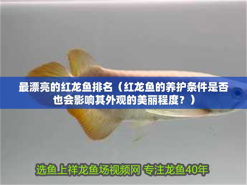 最漂亮的紅龍魚排名（紅龍魚的養護條件是否也會影響其外觀的美麗程度？）