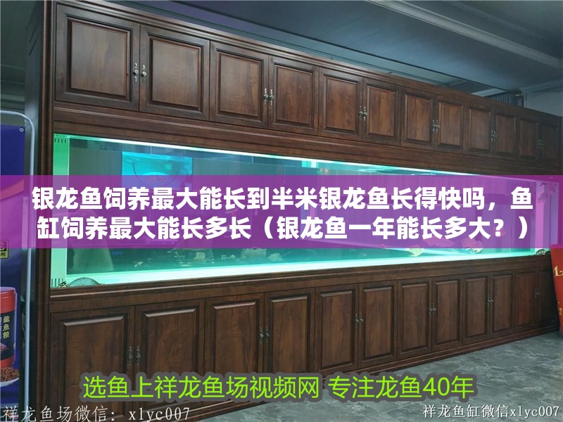 銀龍魚飼養(yǎng)最大能長到半米銀龍魚長得快嗎，魚缸飼養(yǎng)最大能長多長（銀龍魚一年能長多大？）