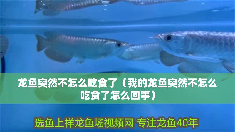 龍魚突然不怎么吃食了（我的龍魚突然不怎么吃食了怎么回事）
