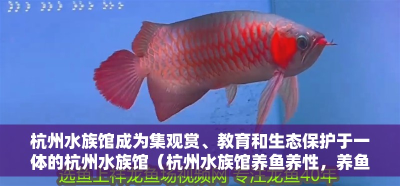 杭州水族館成為集觀賞、教育和生態保護于一體的杭州水族館（杭州水族館養魚養性，養魚養性）