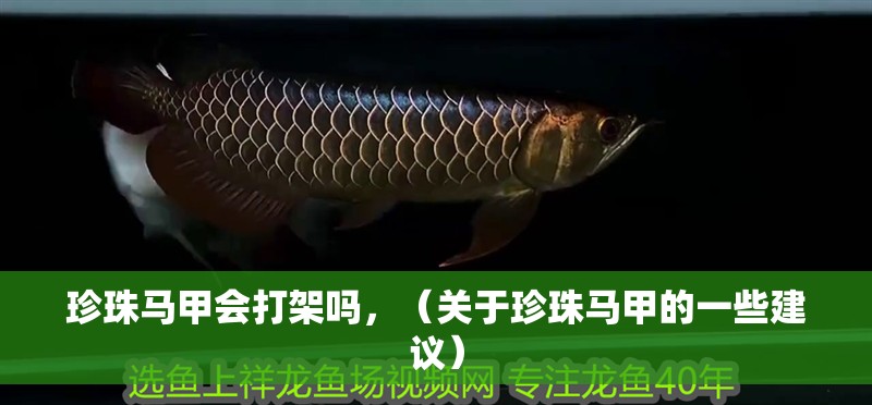 珍珠馬甲會打架嗎，（關于珍珠馬甲的一些建議）