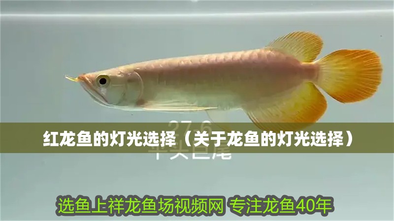 紅龍魚的燈光選擇（關(guān)于龍魚的燈光選擇）