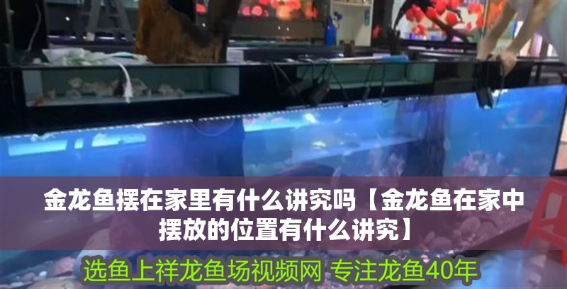金龍魚擺在家里有什么講究嗎【金龍魚在家中擺放的位置有什么講究】