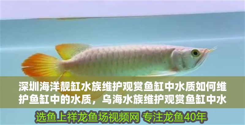 <strong><mark>深圳</mark></strong>海洋靚缸水族維護觀賞魚缸中水質如何維護魚缸中的水質，烏海水族維護觀賞魚缸中水質如何進行維護魚缸中的水質