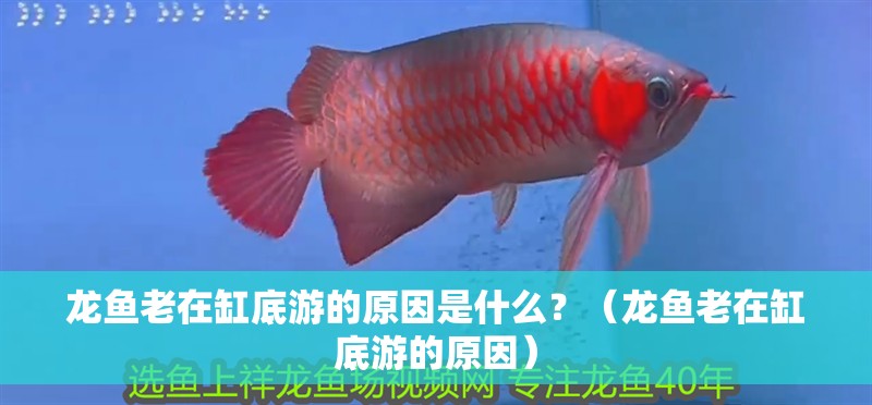 龍魚老在缸底游的原因是什么？（龍魚老在缸底游的原因）