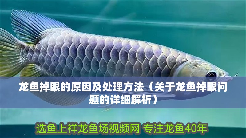龍魚掉眼的原因及處理方法（關于龍魚掉眼問題的詳細解析）