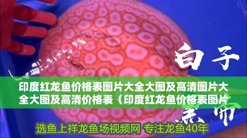 印度紅龍魚價格表圖片大全大圖及高清圖片大全大圖及高清價格表(印度紅龍魚價格表圖片大全) 觀賞魚百科 第2張 印度紅龍魚價格表圖片大全大圖及高清圖片大全大圖及高清價格表(印度紅龍魚價格表圖片大全) 印度紅龍魚價格表圖片大全大圖及高清圖片大全大圖及高清價格表(印度紅龍魚價格表圖片大全) 觀賞魚百科 第2張