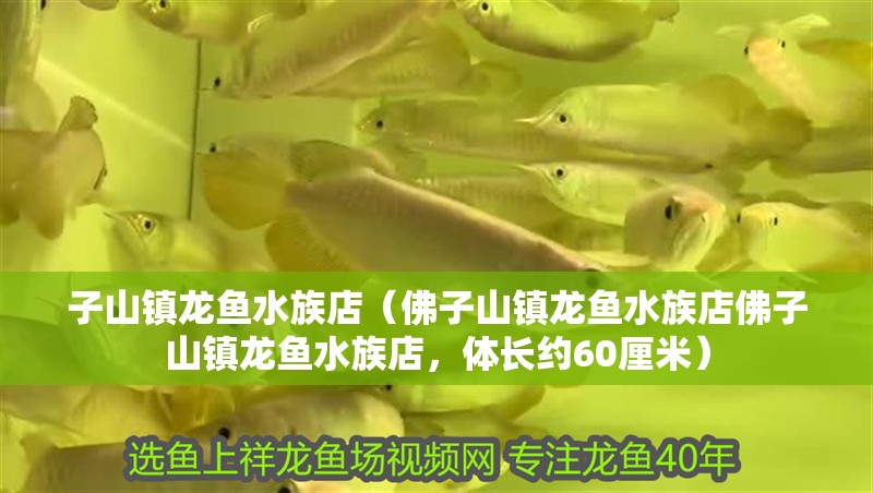 子山鎮(zhèn)龍魚水族店（佛子山鎮(zhèn)龍魚水族店佛子山鎮(zhèn)龍魚水族店，體長約60厘米）