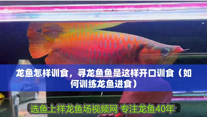 龍魚怎樣訓食，尋龍魚魚是這樣開口訓食（如何訓練龍魚進食）