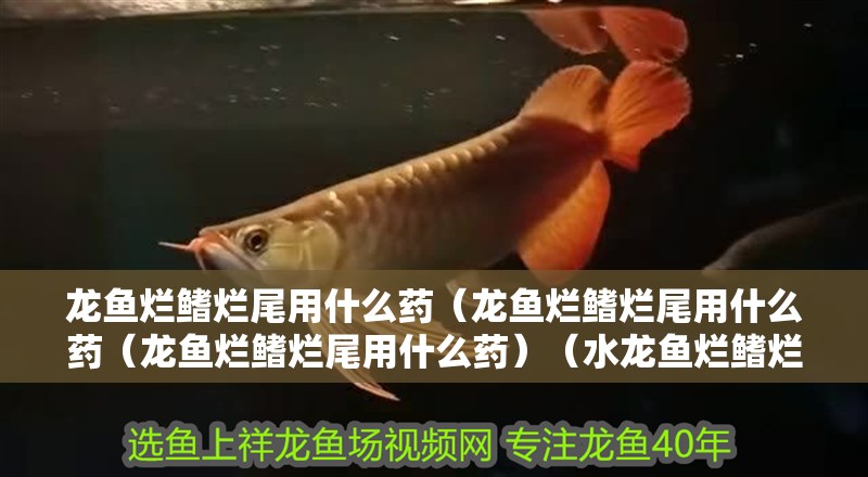 龍魚爛鰭爛尾用什么藥（龍魚爛鰭爛尾用什么藥（龍魚爛鰭爛尾用什么藥）（水龍魚爛鰭爛尾用什么藥）