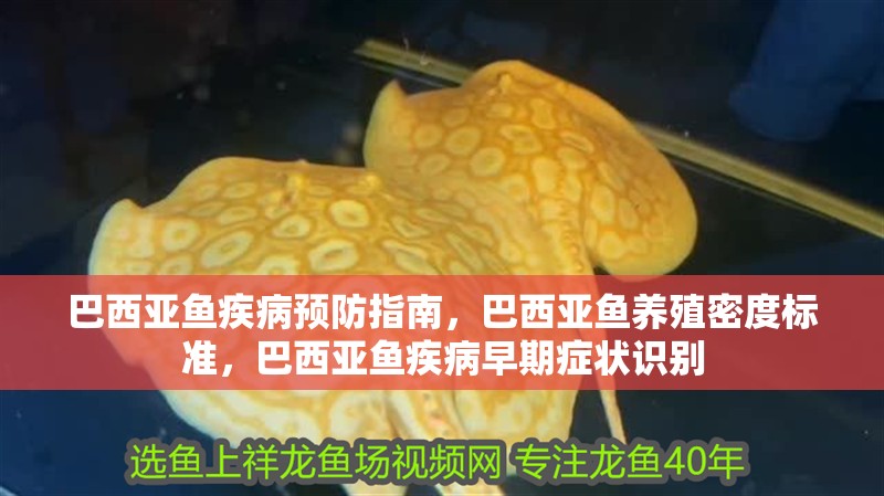 巴西亞魚疾病預防指南，巴西亞魚養殖密度標準，巴西亞魚疾病早期癥狀識別
