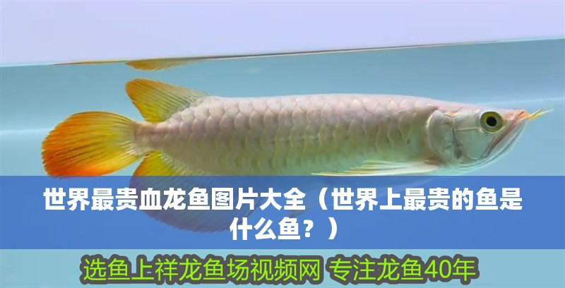 世界最貴血龍魚圖片大全（世界上最貴的魚是什么魚？）