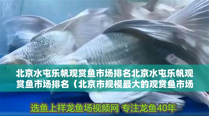 北京水屯樂帆觀賞魚市場排名北京水屯樂帆觀賞魚市場排名（北京市規模最大的觀賞魚市場）