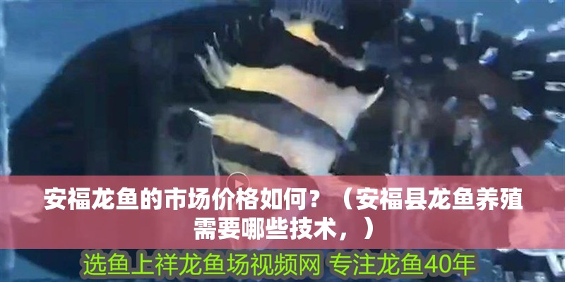 安福龍魚的市場價格如何？（安福縣龍魚養(yǎng)殖需要哪些技術，）
