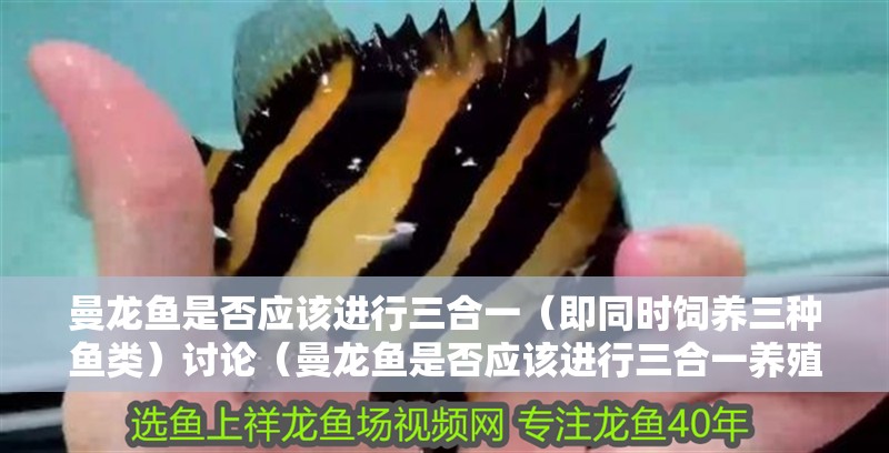曼龍魚是否應該進行三合一（即同時飼養三種魚類）討論（曼龍魚是否應該進行三合一養殖）