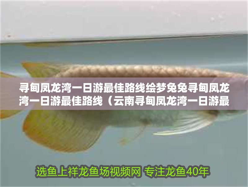 尋甸鳳龍灣一日游最佳路線繪夢(mèng)兔兔尋甸鳳龍灣一日游最佳路線（云南尋甸鳳龍灣一日游最佳路線繪夢(mèng)兔兔尋甸一日游最佳路線）