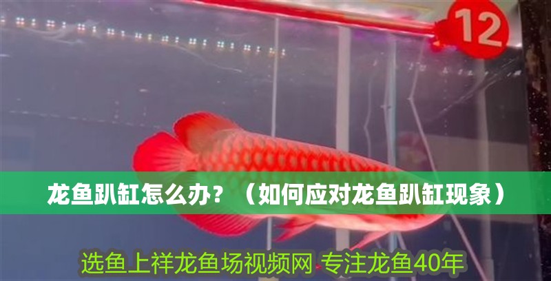 龍魚趴缸怎么辦？（如何應對龍魚趴缸現象）