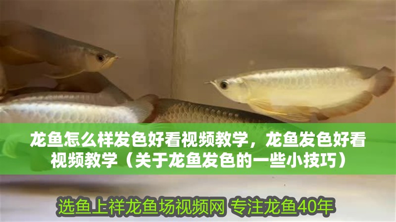 龍魚怎么樣發色好看視頻教學，龍魚發色好看視頻教學（關于龍魚發色的一些小技巧）
