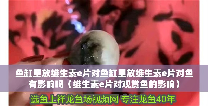 魚缸里放維生素e片對(duì)魚缸里放維生素e片對(duì)魚有影響嗎（維生素e片對(duì)觀賞魚的影響）