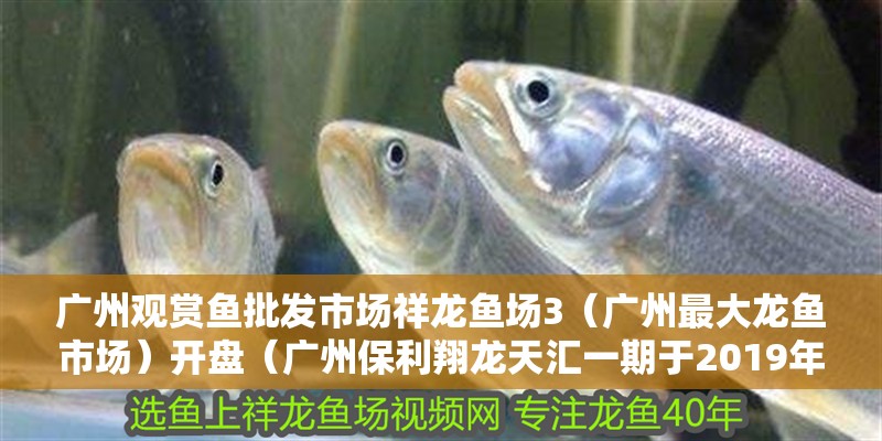 廣州觀賞魚批發市場祥龍魚場3（廣州最大龍魚市場）開盤（廣州保利翔龍天匯一期于2019年12月16日開盤）