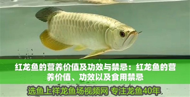 紅龍魚的營養價值及功效與禁忌：紅龍魚的營養價值、功效以及食用禁忌