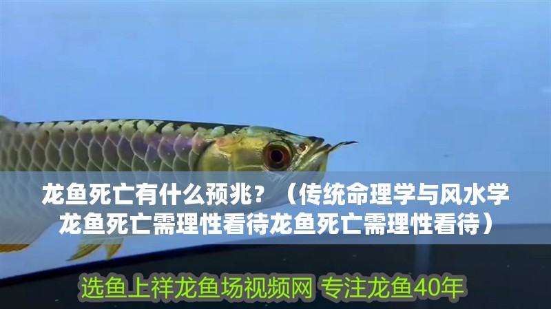 龍魚死亡有什么預兆？（傳統命理學與風水學龍魚死亡需理性看待龍魚死亡需理性看待）