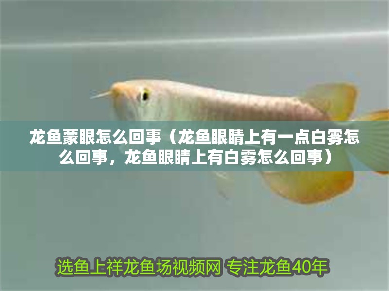 龍魚蒙眼怎么回事（龍魚眼睛上有一點白霧怎么回事，龍魚眼睛上有白霧怎么回事）