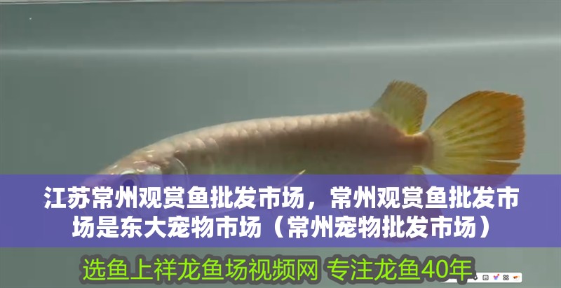 江蘇常州觀賞魚批發市場，常州觀賞魚批發市場是東大寵物市場（常州寵物批發市場）
