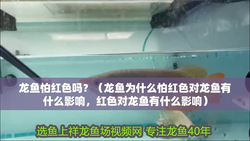 龍魚怕紅色嗎？（龍魚為什么怕紅色對龍魚有什么影響，紅色對龍魚有什么影響）