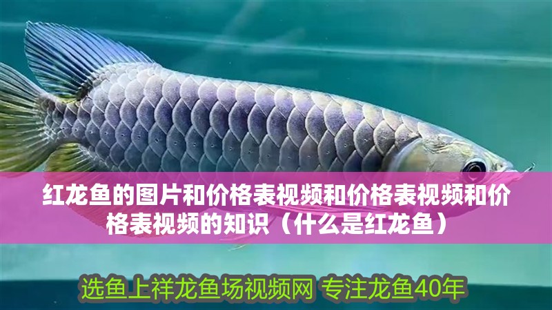 紅龍魚的圖片和價(jià)格表視頻和價(jià)格表視頻和價(jià)格表視頻的知識（什么是紅龍魚）