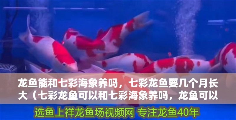 龍魚能和七彩海象養嗎，七彩龍魚要幾個月長大（七彩龍魚可以和七彩海象養嗎，龍魚可以和七彩海象養嗎）