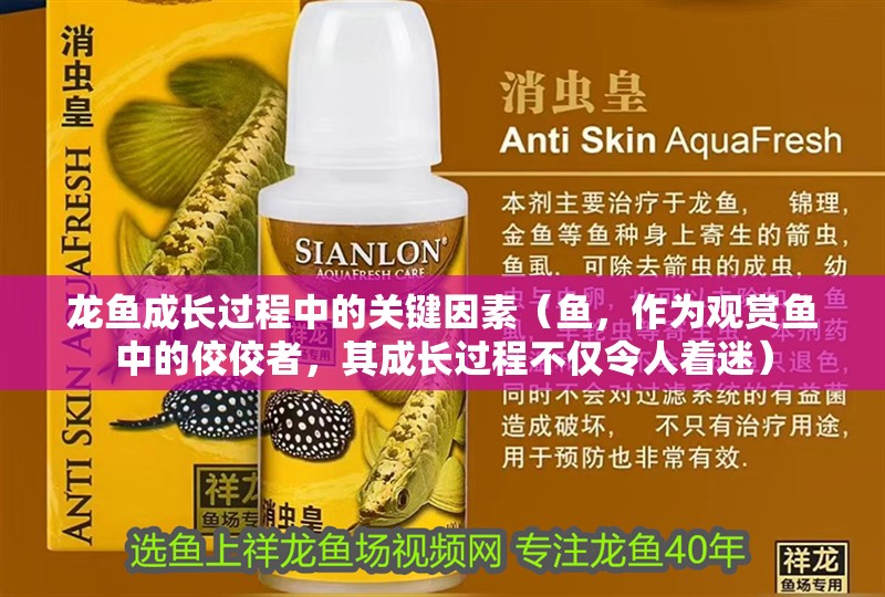 龍魚成長過程中的關鍵因素（魚，作為觀賞魚中的佼佼者，其成長過程不僅令人著迷）