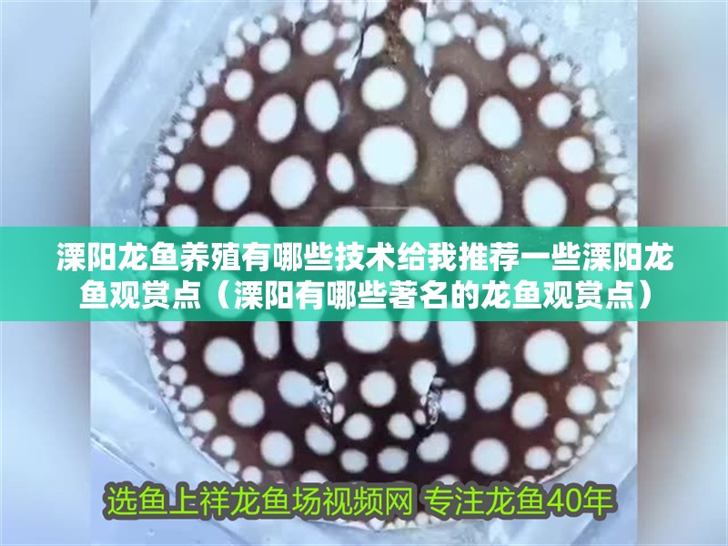 溧陽(yáng)龍魚養(yǎng)殖有哪些技術(shù)給我推薦一些溧陽(yáng)龍魚觀賞點(diǎn)（溧陽(yáng)有哪些著名的龍魚觀賞點(diǎn)）